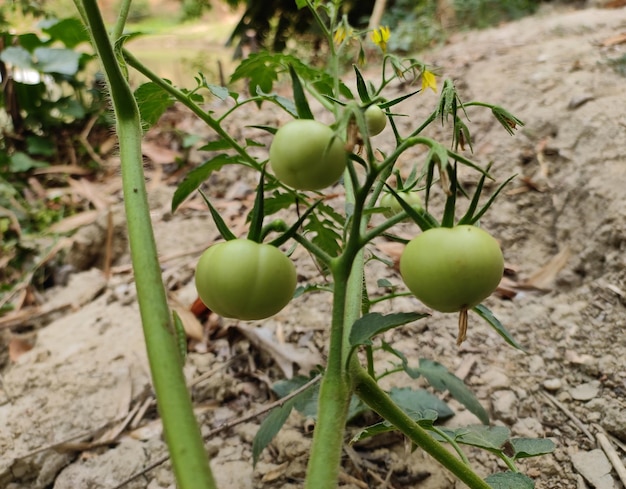 rote tomaten sind auf dem grünen laubhintergrund