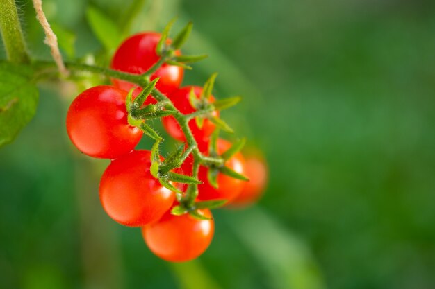 Rote Tomaten sind im Garten sehr frisch.