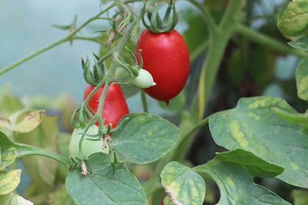 Rote Tomatenfrucht in einem Gewächshaus, das die Landwirtschaft zu Hause anbaut