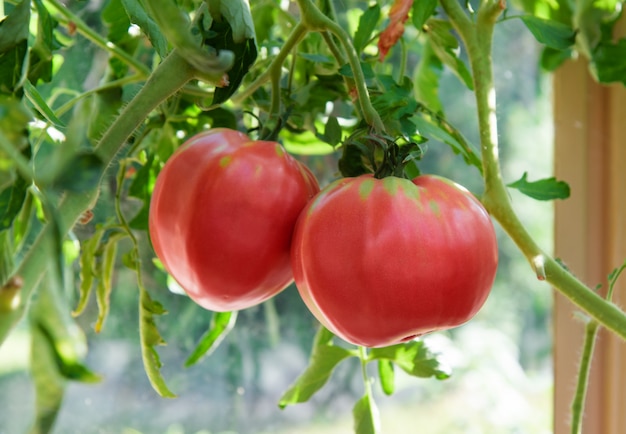 Rote Tomatenpflanze und Obst, wachsende Riesentomaten