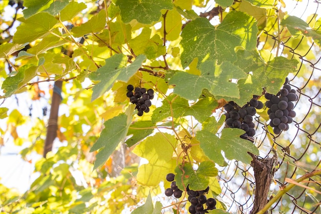 Rote Traube im Weingarten