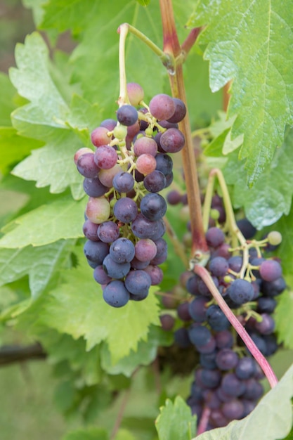 Rote Trauben auf Weinpflanze
