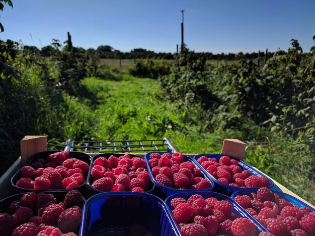 Foto rote trauben im korb auf dem feld