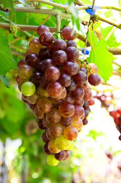 Rote Trauben im Weinberg