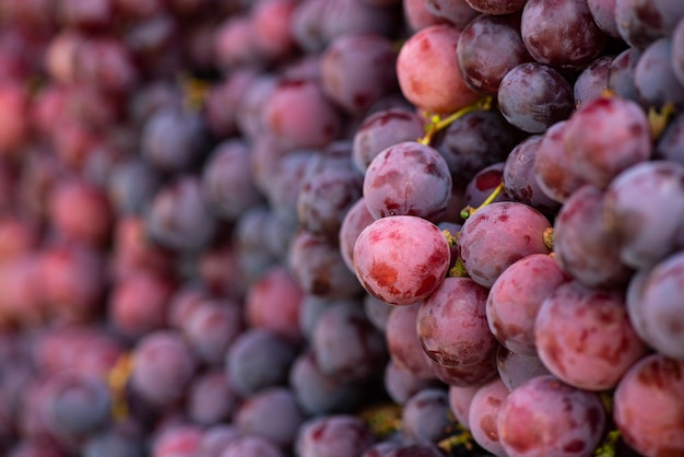 Rote Traubentraube trägt Fruchthintergrund Früchte