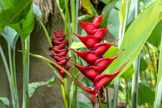 Rote tropische Blumen auf der Insel Bali Indonesien hautnah