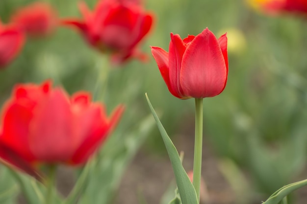 Rote Tulpe auf dem Feld Helle Frühlingsblumen