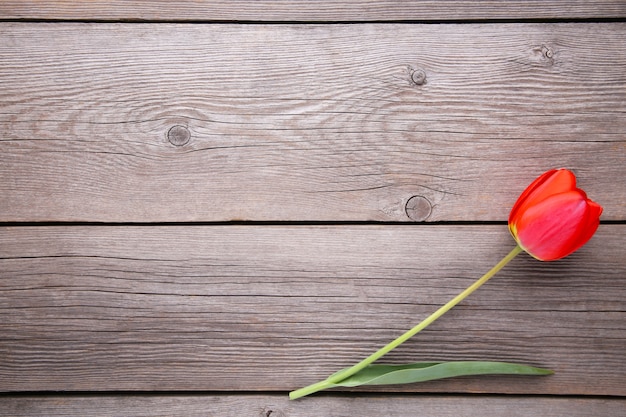 Rote Tulpe auf einem grauen hölzernen.