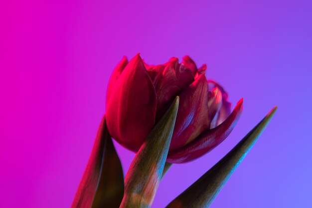 Rote Tulpe auf einem Hintergrund mit Farbverlauf Blumenstrauß aus frischen Blumen auf einem blauvioletten Hintergrund mit bunten Neonlichtern und farbigen Schatten