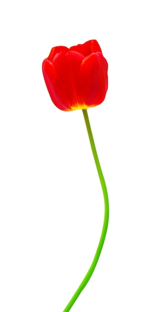 Rote Tulpe auf einem langen Stielstamm lokalisiert auf weißem Hintergrund. Tulpenblumenkarte