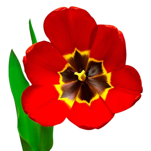 Rote Tulpe auf einem langen Stielstamm lokalisiert auf weißem Hintergrund. Tulpenblumenkarte