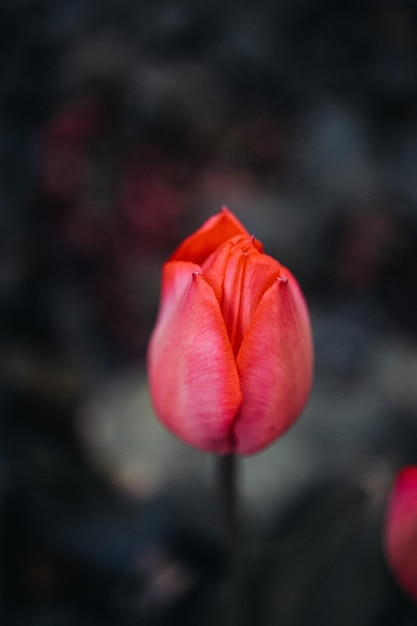 Rote Tulpe auf schwarzem Hintergrund