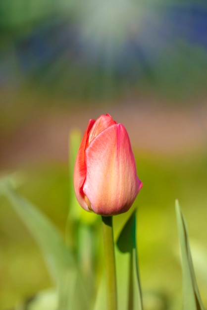 Rote Tulpe aufrecht auf grünem Hintergrund