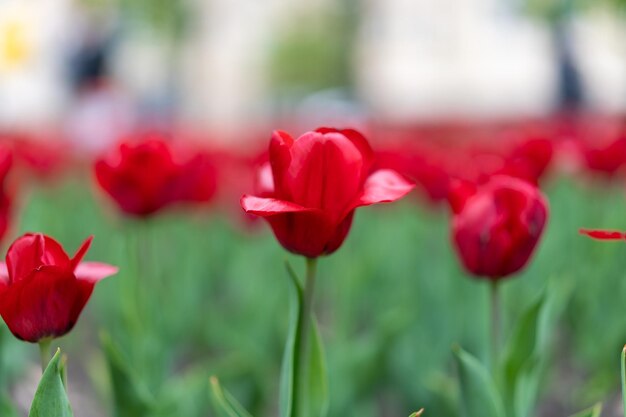 Rote Tulpe blüht Hintergrund im Freien Frühlingsblumen