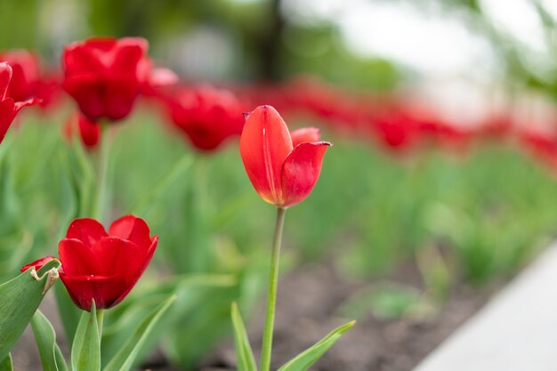 Rote Tulpe blüht Hintergrund im Freien Frühlingssaisonblumen