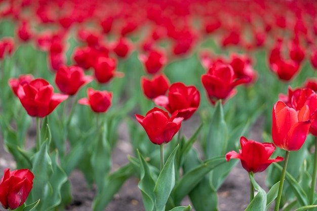 Rote Tulpe blüht Hintergrund im Freien Frühlingssaisonblumen