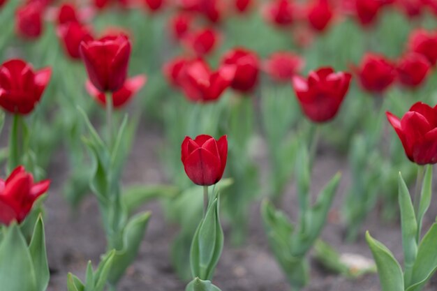 Rote Tulpe blüht Hintergrund im Freien Frühlingssaisonblumen