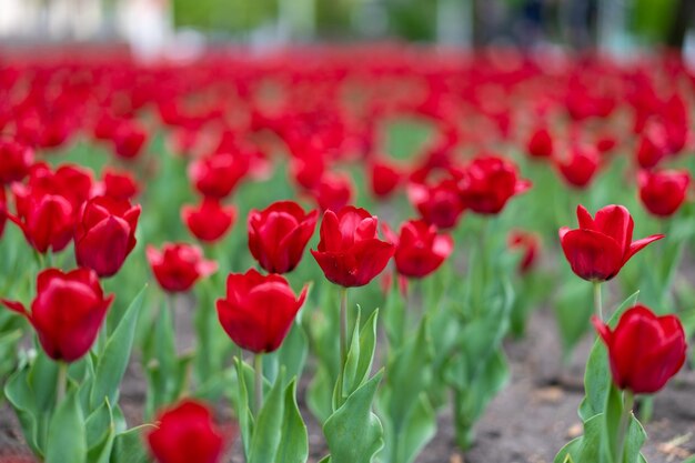 Rote Tulpe blüht Hintergrund im Freien Frühlingssaisonblumen