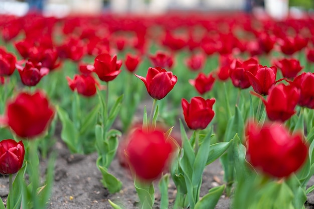 Rote Tulpe blüht Hintergrund im Freien Frühlingssaisonblumen