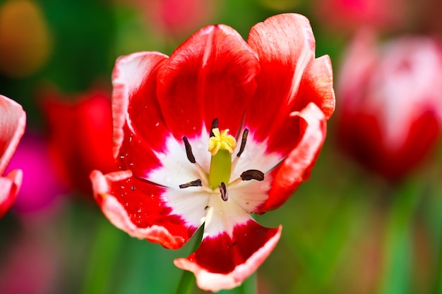 rote Tulpe blüht