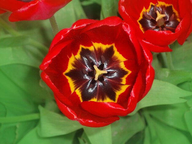 Foto rote tulpe blumenhintergrund rote tulpe im garten bereich der schönen roten tulpen