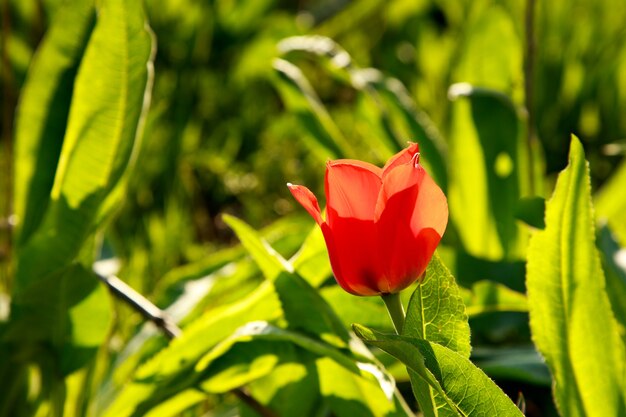 Rote Tulpe des wilden Berges. Seltene natürliche Blumen, die in einer natürlichen Umgebung wachsen. Botanischer Hintergrund. Kirgisistan