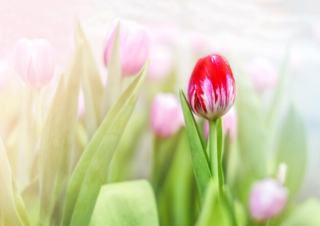 Rote Tulpe im Freien