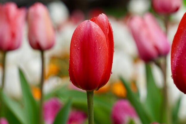 rote Tulpe im Garten im Frühling