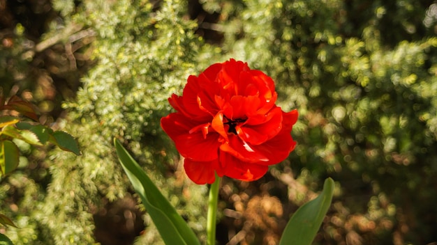 Rote Tulpe im Garten