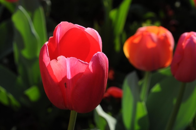 Rote Tulpe im hellen Sommerlicht