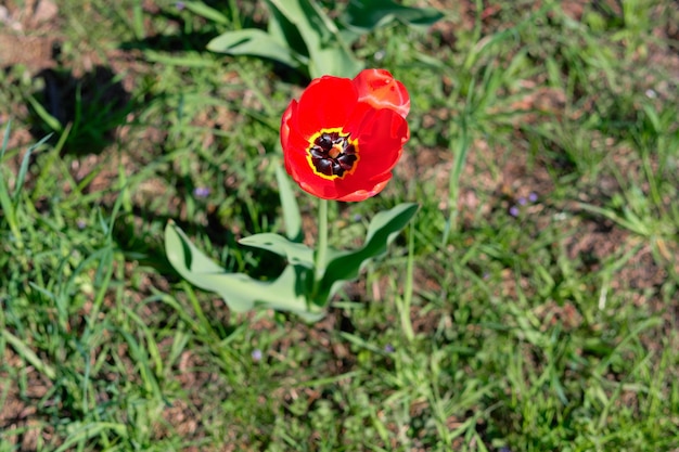 Rote Tulpe in einer Draufsicht der Blumenbeet-Nahaufnahme