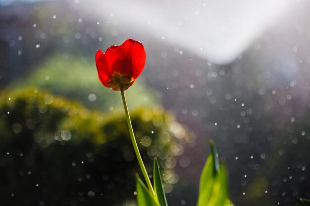 Rote Tulpe in Wassertropfen aus einer Bewässerungsanlage in einem Hausgarten.