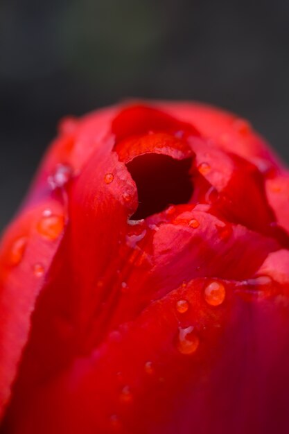 Rote Tulpe Makro