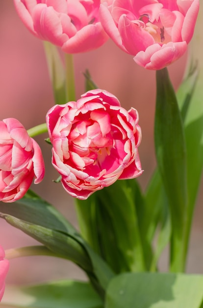 Rote Tulpe und cremiger Rand Gefüllte Tulpe Wirosa