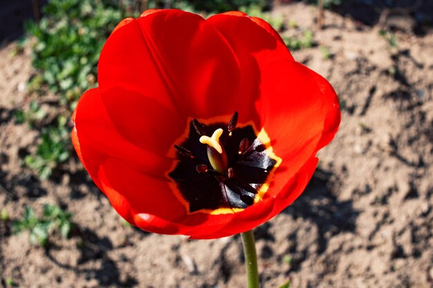 Rote Tulpe und grünes Gras hautnah