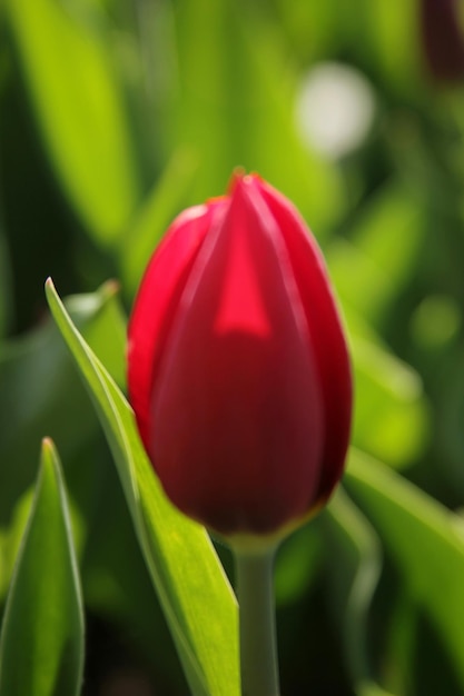 Rote Tulpe