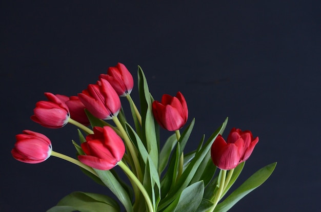 Rote Tulpeblume auf schwarzem Hintergrund