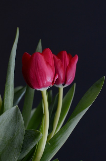 Foto rote tulpeblume auf schwarzem hintergrund