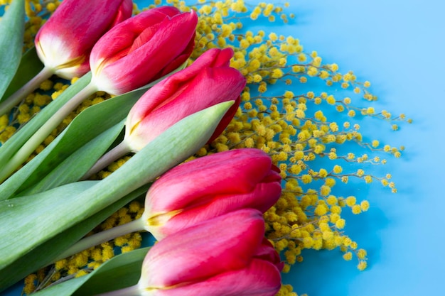 Rote Tulpen auf blauem Hintergrund und ein Zweig gelber Mimosen-Frühlingsblumen im März