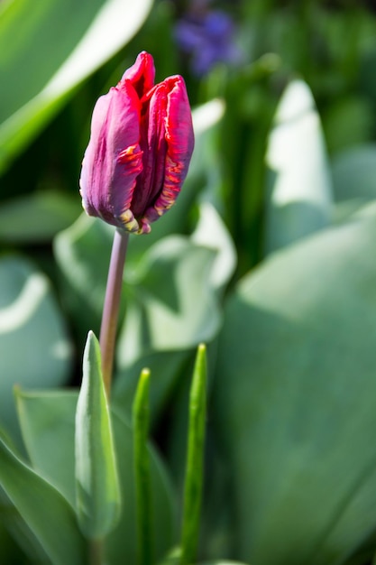 Rote Tulpen auf Blumenbeet im Garten