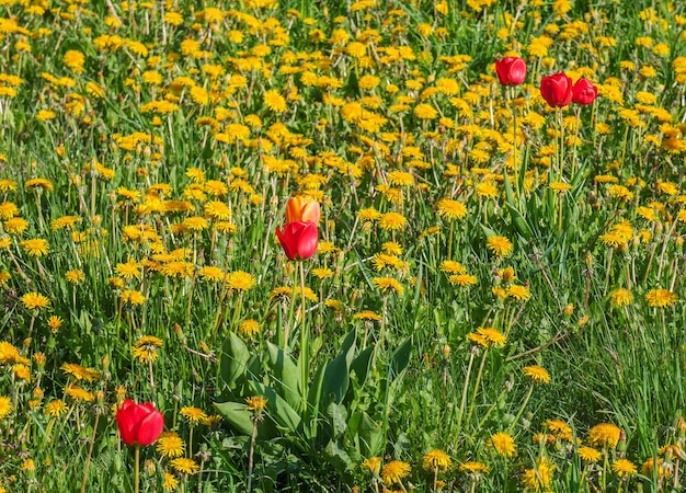 Rote Tulpen auf dem blühenden Löwenzahngebiet