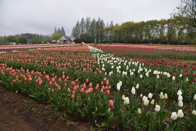 Foto rote tulpen auf dem feld gegen den himmel