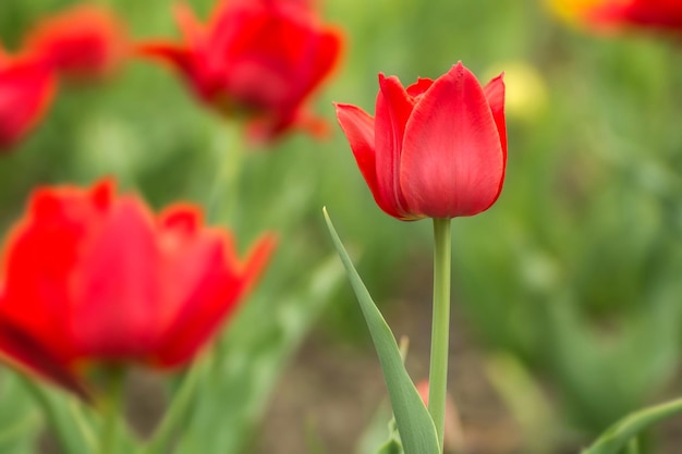 Rote Tulpen auf dem Feld Helle Frühlingsblumen