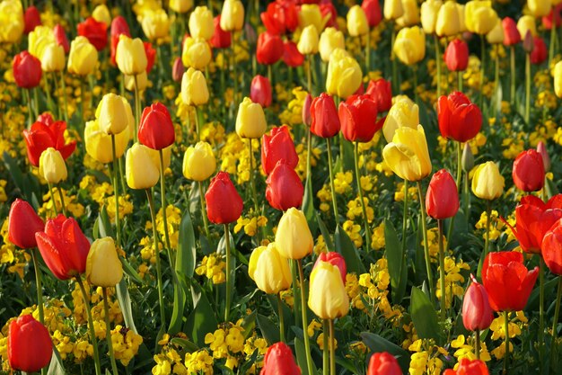 Foto rote tulpen auf dem feld