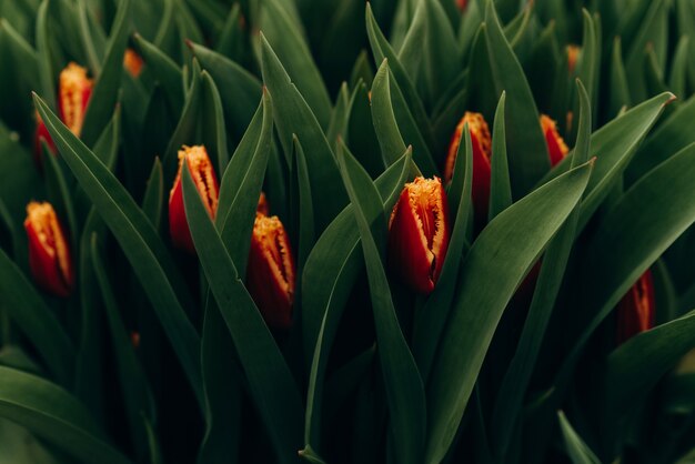 Rote Tulpen auf dem Feld