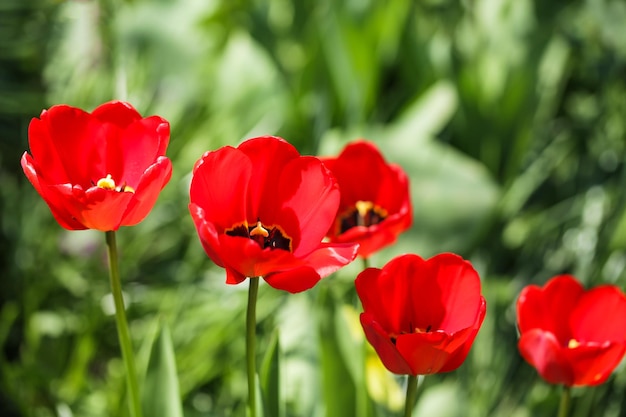 Rote Tulpen auf grünem Hintergrund Nahaufnahme Selektiver Fokus Weicher Fokus