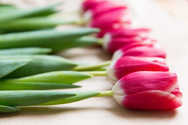 Rote Tulpen auf weißem Hintergrund. Feier des Tages der Frau