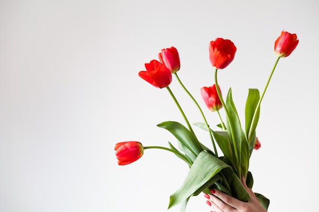 Rote Tulpen auf weißem Hintergrund. Frühlingsblumen und Floristikkonzept.
