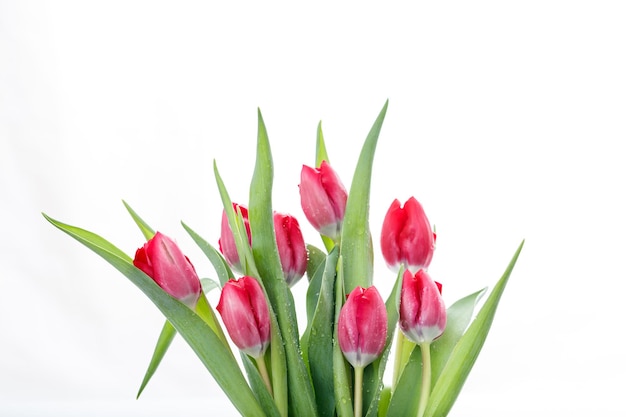 Rote Tulpen auf weißem Hintergrund