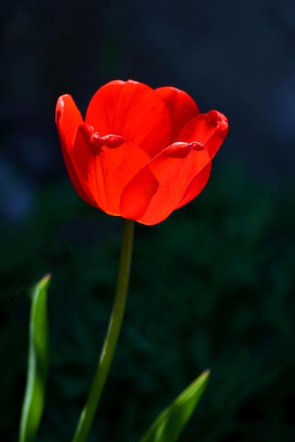 Rote Tulpen blühen im Frühlingsgarten